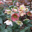 Helleborus nigercors (x) 'Pink Beauty': Bild 1/2