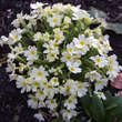 Primula vulgaris: Bild 5/8