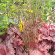 Carex buchananii: Bild 3/3