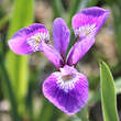 Iris versicolor: Bild 1/2