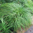 Carex caryophyllea 'The Beatles': Bild 3/3