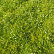 Sagina subulata 'Lime Moss': Bild 5/5