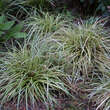 Carex ornithopoda 'Variegata': Bild 3/3