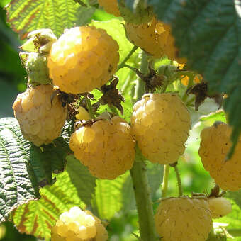 Rubus idaeus 'Good as Gold'