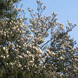 Magnolia soulangeana: Bild 9/9