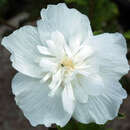 Hibiscus syriacus 'White Chiffon' - Eibisch