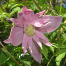 Clematis macropetala 'Markham's Pink' - Akelei-Waldrebe