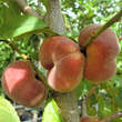 Prunus persica 'Tellerpfirsich Bianca': Bild 4/4