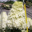 Hydrangea paniculata 'Limelight': Bild 4/5