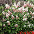 Hydrangea paniculata 'Pinky Winky': Bild 7/8