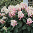 Hydrangea paniculata 'Pinky Winky': Bild 6/8