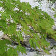 Acer japonicum 'Aconitifolium': Bild 4/7