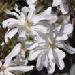Magnolia stellata 'Waterlily': Bild 3/5