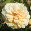 Rose 'Buff Beauty' (moschata): Bild 4/8