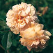 Rose 'Buff Beauty' (moschata): Bild 3/8