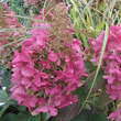 Hydrangea paniculata 'Pinky Winky': Bild 5/8