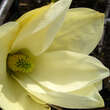 Magnolia denudata 'Yellow River': Bild 3/5