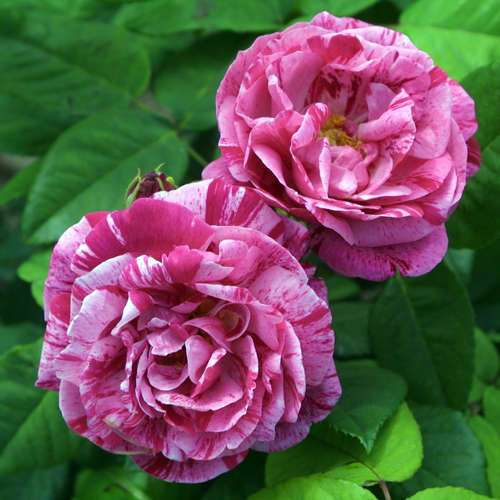 Image result for ferdinand pichard rose