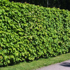 Hecken - 26 - Aktionen von Gartenheckenpflanzen. Von der Immergrünen Hecke bis zur Blütenhecke. (-9990)