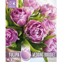 Gefülltblütig (Tulpen) - 15 (100)