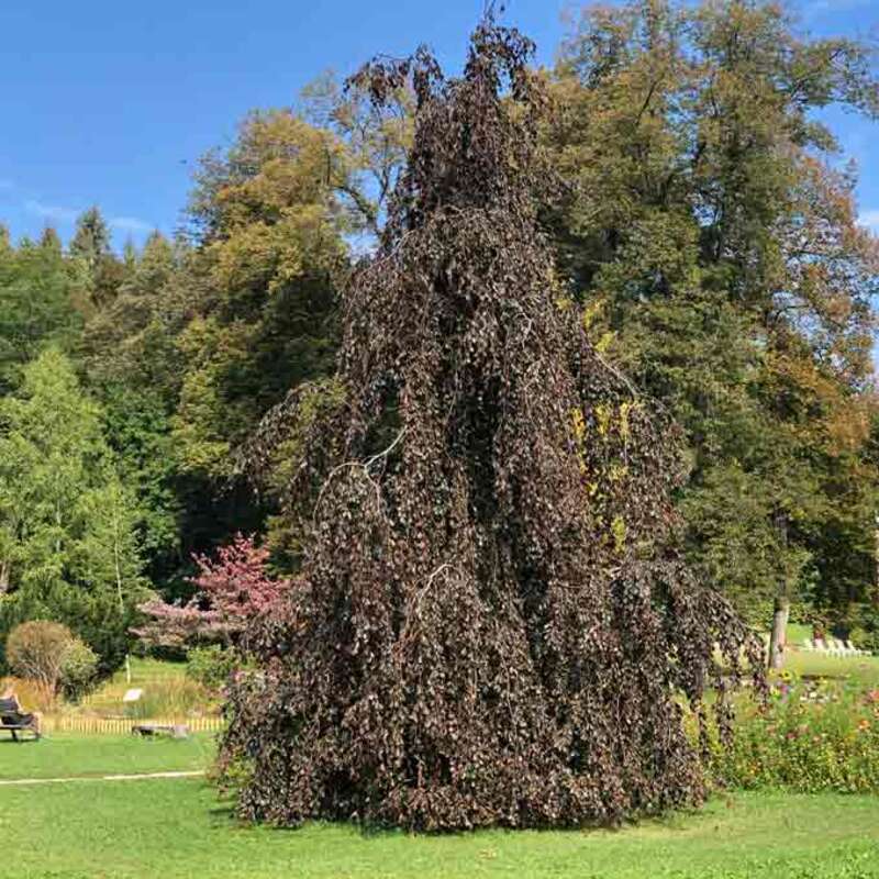 Laubbäume | Von Baumschule mit Anwuchsgarantie kaufen - rasche Lieferung