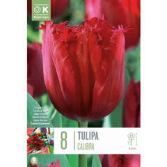 Gefranstblütige (Tulpen) - 6 (101)