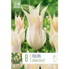 Lilienblütige (Tulpen) - 6 (102)