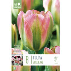 Viridiflora (Tulpen) - 2 (104)