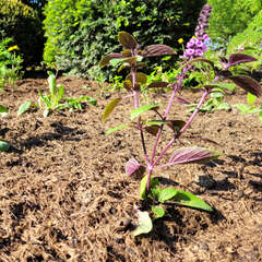 Mulchmaterial - 6 (124)