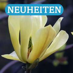 Neuheiten - 162 - Neuheiten bei Pflanzen in Österreich für Ihren Garten, Terrasse und Balkon. (142)