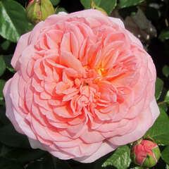 Englische Rosen - 82 - Blütenform & Duft alter Rosen plus Gesundheit & Blühfreude moderner Rosen. (15)