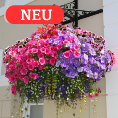 Balkonblumen - 16 - Wir versenden  die kräftigen Balkon- und Sommerblumen  im 12 cm Topf … (197)