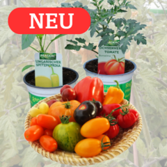 Gemüsepflanzen - 26 - Wir versenden Gemüsepflanzen im 12 cm Topf, um rasch Erträge zu erhalten.… (198)