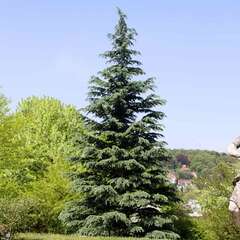 Alle Nadelgehölze - 228 - Nadelbäume und Nadelgehölze (Koniferen) gehören in jeden Garten. (2002)
