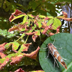 Kastanienminiermotte - 1 (208)