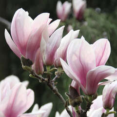 Magnolie - 39 - Die Magnolie ist eines der ersten Highlights im Gartenjahr. Sie blüht sehr früh,… (39)
