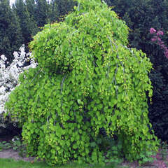 Hängeform - 21 - Mit hängende Asten oder hängender Krone sind in der Gartenarchitekur unersätzlich (48)