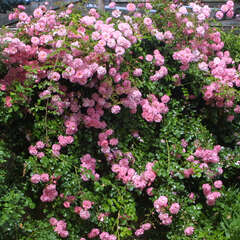 Ramblerrosen - 24 - Starkwüchsige Schlingrosen mit großem Blütenreichtum. (49)