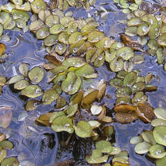 Schwimmpflanzen - 5 - Schwimmpflanzen beziehen ihre Nährstoffe aus dem Teichwasser und reduzieren… (62)