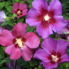Hibiscus, Eibisch - 21 - Hibiscus oder Garteneibisch blüht den ganzen Sommer hindurch. (67)