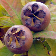 Mispel - 3 - Mispel bzw. Asperl, ist ein toller Wildobststrauch mit spannenden Früchten. (68)