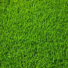 Rasen - 43 - Ein schöner Rasen beginnt mit dem richtigen Saatgut. (77)