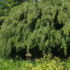 Bambus - 10 - Das beliebte winterharte Riesengras für den Garten. Als Topfpflanze: Winterschutz… (8)