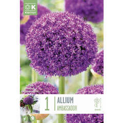 Allium - 21 (86)