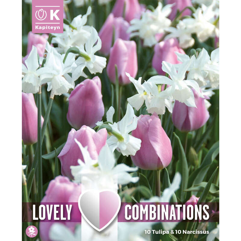 Blumenzwiebel Vom Gärtner mit Anwuchsgarantie kaufen rasche Lieferung