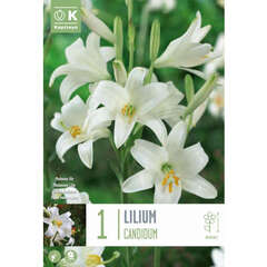 Lilien - 1 (96)