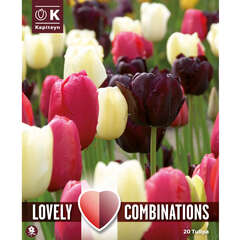 Mischungen (Tulpen) - 28 (97)
