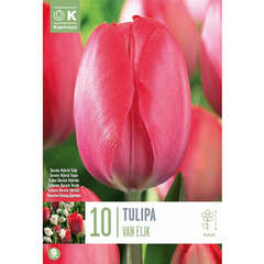 Langstielige (Tulpen) - 13 (98)