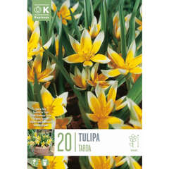Kurzstielige/botanische (Tulpen) - 9 (99)