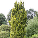Taxus baccata 'Fastigiata Aurea' - Gold-Säuleneibe